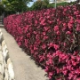 Вейгела Александра, Weigela florida Alexandra, студоустойчива, снимка 1