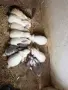 Продавам зайци на различна възраст, снимка 2