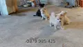 ​🐾  Мини Померан с ваксини паспорт , снимка 3