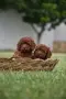 Той пудел Toy poodle, снимка 14