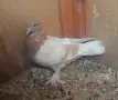 Гълъби  мардини , снимка 7