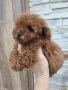 Пудел Той/Poodle Toy, снимка 4