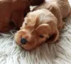 кокер шпаньол момче за гушкане ваксина, снимка 1