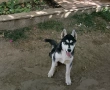 Продавам сибирско хъски, снимка 8