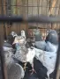 Английски типлери. , снимка 4