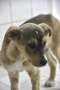 Rescue puppy, снимка 6