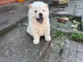 Продавам чау чау , снимка 2