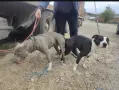 питбул бебе търси своя нов дом, снимка 4