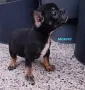 Булдоци сладурковци, снимка 4