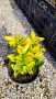 Евонимус Ауреа, Euonymus Japonica Aurea, снимка 8