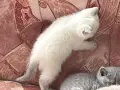 Чистокръвни британски котенца, снимка 3