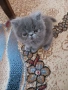 Продавам персийски женски котета, снимка 15