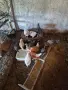 Селски пилета.., снимка 1