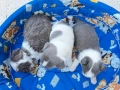 Чистокръвни сини чихуахуа, снимка 5