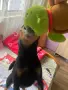 Женско куче пинчер, снимка 2