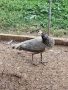 Пауни , снимка 7