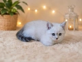 Сребърни британчета , снимка 2