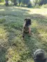 Малки кученца белгийска овчарка , снимка 2