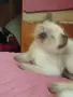 Мъжко сиамско коте, снимка 13