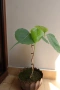 Фикус религиоза, Дървото на Буда, Ficus religiosa, 2-год. растение, снимка 1