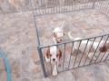Продава Кинг Чарлз Кавалер, снимка 2