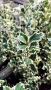 Джел, Илекс Сребърна Кралица, Ilex aquifolium Silver Queen, студоустойчив, многогодишен бодлив храст, снимка 3