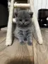 британски чистокръвни,късокосмеати котета , снимка 1