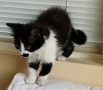 Подарявам малко котенце на 3 месеца, снимка 8