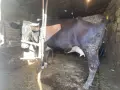 Една бременна крава за отелване на второ теле, снимка 1