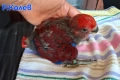Папагали Еклектус бебета /едно свободно , снимка 3
