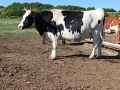 Продават се, снимка 1