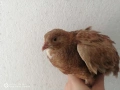 Пъдпъдъчи яйца, оплодени и за консумация , снимка 5