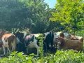 Продавам крави и телета с. Брест област Плевен, снимка 1