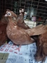 продавам породисти гълъби , снимка 2