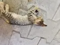 Подарявам  котенца , снимка 4