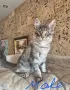 Котета мейн куун , снимка 3