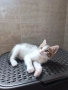 🐾 Търся дом за едно прекрасно мъжко котенце, снимка 5