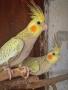 Папагали Корели , снимка 4