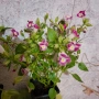 Комплект Цветя Торения, снимка 3