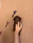 Maltipoo- куче 2F, снимка 2