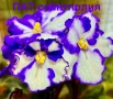 Saintpaulia Сейнтполия Сентполия African Violet Aфриканска теменужка стайна теменужка Фiалка цветя, снимка 2