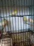 Свободни канри гр Перник , снимка 2