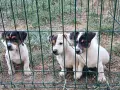 Джак ръсел териер , снимка 2