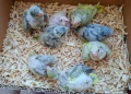 Ръчно хранени папагали монах , снимка 5