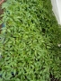 ## 🍅 **ПРОДАВАМ ПЪРВОКЛАСЕН РАЗСАД ДОМАТИ ОТ ПРОИЗВОДИТЕЛ** 🍅, снимка 5