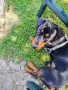 Standarddackel, männlich,1 Jahr, снимка 1