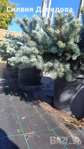 Глаука глобоза Glauca globosa, снимка 10 - Градински цветя и растения - 55227366