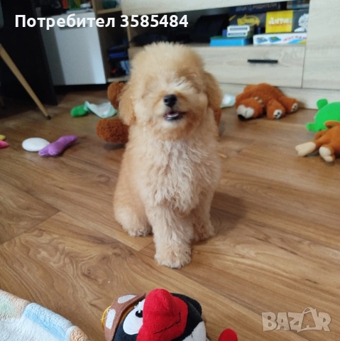 Мини пудел момченце 