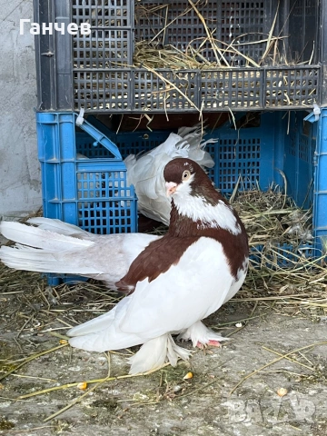 Продавам мъжки гълъб
