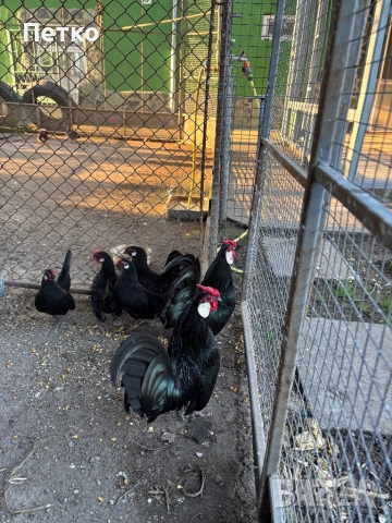 Яйца от Розкомб